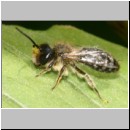 Andrena flavipes - Sandbiene 02 - OS-Hasbergen-Lehmhuegel det.jpg